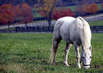 Horses in Slovakia