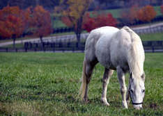 Horses in Slovakia