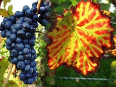 Wine tours in Slovakia