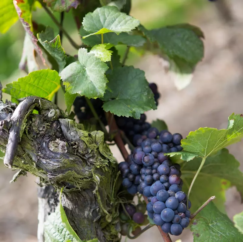 Weinreisen in der Slowakei